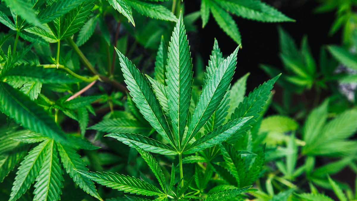 Bipartisan cannabis banking bill introduced in Congress