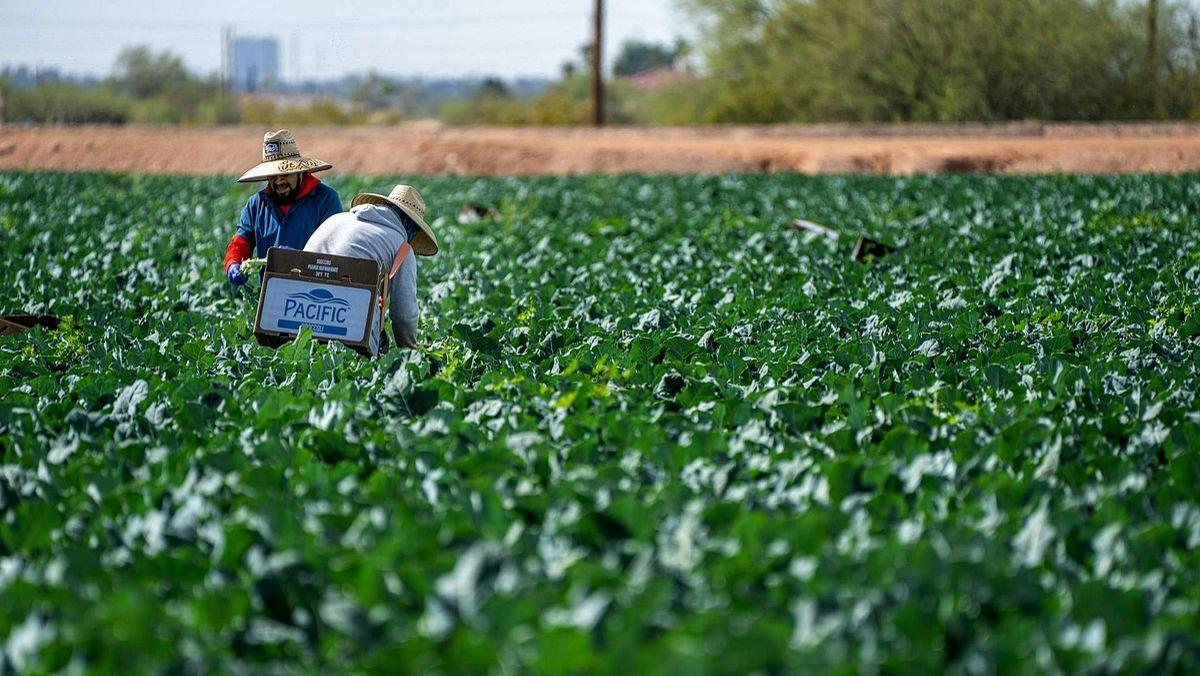 Feds indict five in Georgia agricultural visa fraud scheme